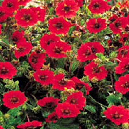 Potentille - Cette vivace donne dans les massifs une belle touche rouge écarlate